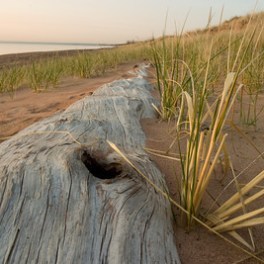 Driftwood on beach